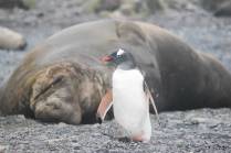 Um pequeno pinguim gentoo e um gigantesco elefante-marinho dividem a mesma praia em Prion Island, na Geórgia do Sul (foto de Marla Barker)